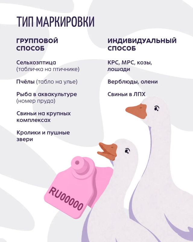 Маркируем животных. В России продолжается масштабная работа по обязательному маркированию и учёту животных, начатая в 2024 году Маркируем животных. В России продолжается масштабная работа по обязательному маркированию и учёту животных, начатая в 2024 году