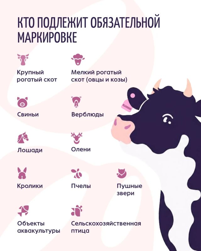 Маркируем животных. В России продолжается масштабная работа по обязательному маркированию и учёту животных, начатая в 2024 году Маркируем животных. В России продолжается масштабная работа по обязательному маркированию и учёту животных, начатая в 2024 году