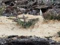 Уход за вересками весной: секреты успешного роста