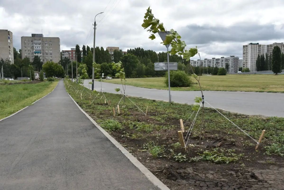 Вдоль нового тротуара в 5 микрорайоне высадили саженцы клёнов Вдоль нового тротуара в 5 микрорайоне высадили саженцы клёнов