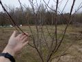 Зачем осенняя подкормка сливы важна для зимовки и будущего урожая?