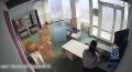 И рыбку съела, и косточкой не подавилась: сотрудница ПВЗ похитила товар для себя и собаки на 77 тыс