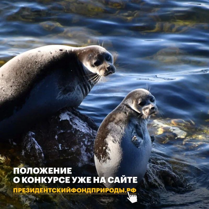 Саратовцев приглашают принять участие в конкурсе экологических и природоохранных проектов Саратовцев приглашают принять участие в конкурсе экологических и природоохранных проектов