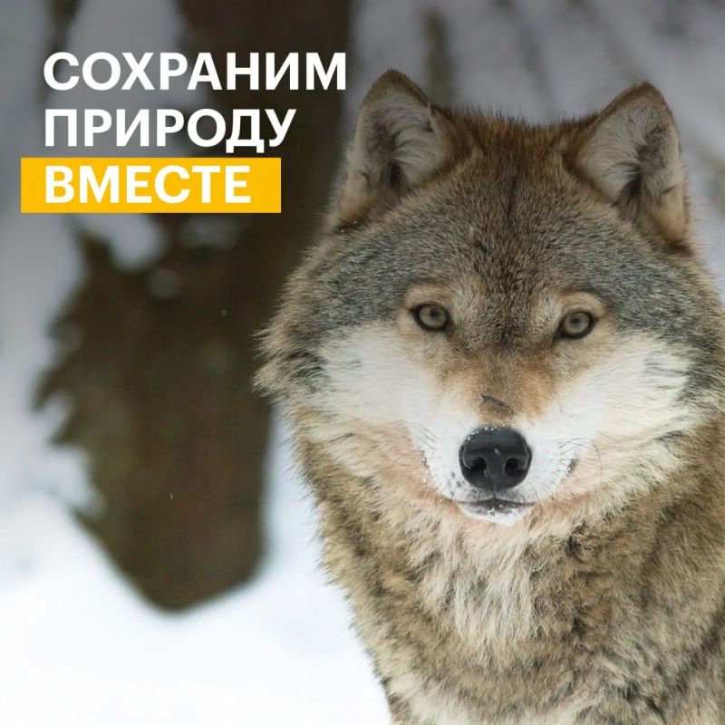 Саратовцев приглашают принять участие в конкурсе экологических и природоохранных проектов Саратовцев приглашают принять участие в конкурсе экологических и природоохранных проектов
