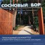 Непроходимый сосновый бор в Лысых Горах превратили в уютную зону отдыха