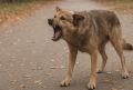 Вчера в Саратове собака укусила 8-летнюю девочку