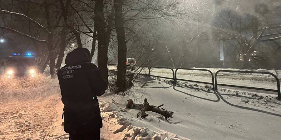 В Балашове экс-чиновницу наказали из-за падения ветви дерева на пенсионерку