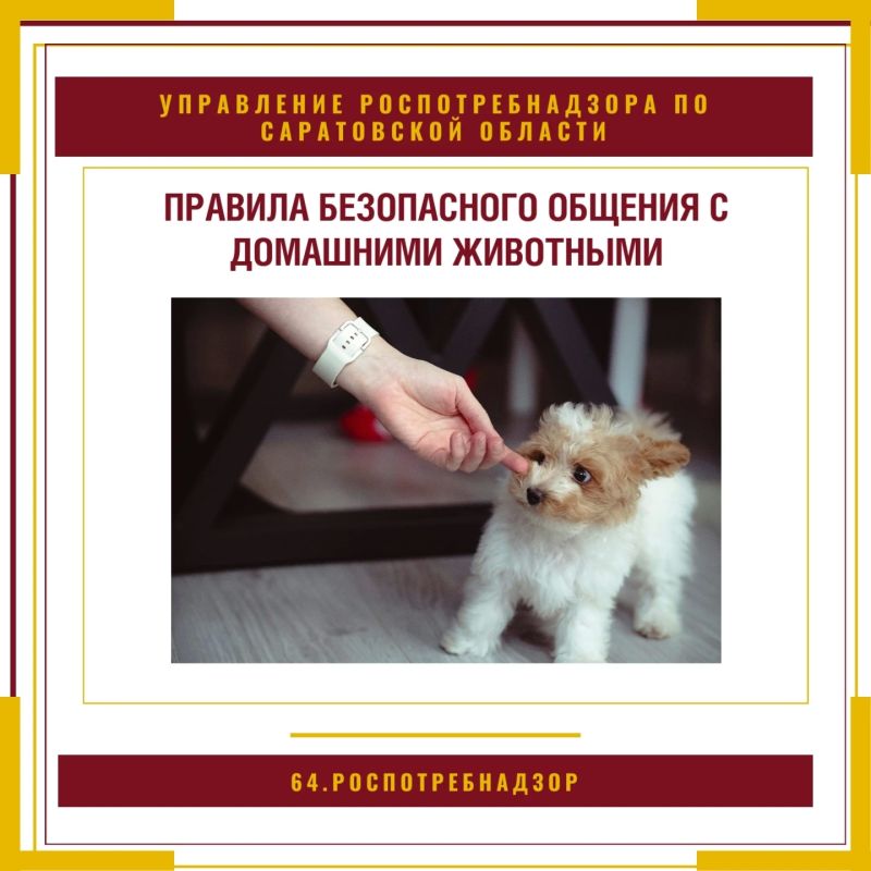Правила безопасного общения с домашними животными