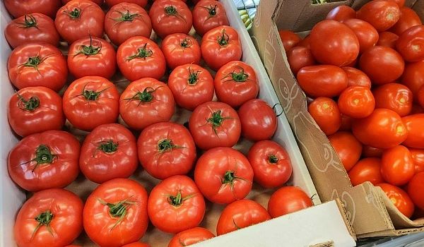 Помидоры выросли в цене более чем на 4%