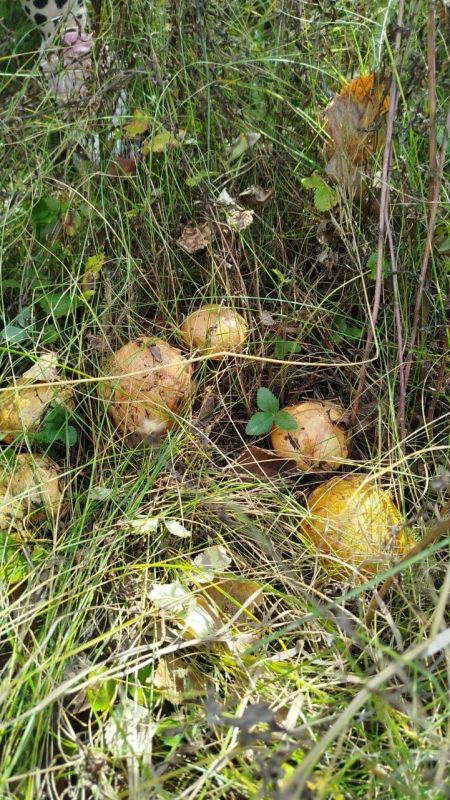 Прогноз погоды на 10 октября в Саратовской области Прогноз погоды на 10 октября в Саратовской области