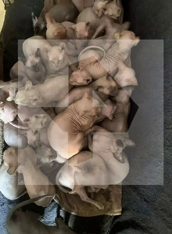 Сотни больных сфинксов спасли из питомника в Саратовской области