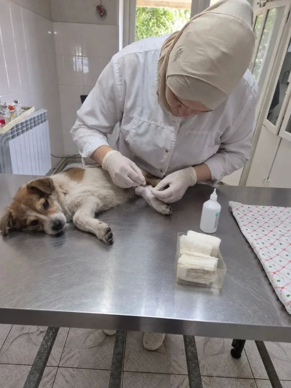 Умирающую на улице собаку Люсю спасли ветеринары