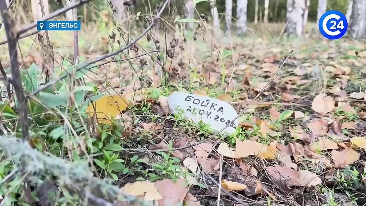 Жители Энгельса устроили стихийное кладбище для питомцев в городском лесопарке