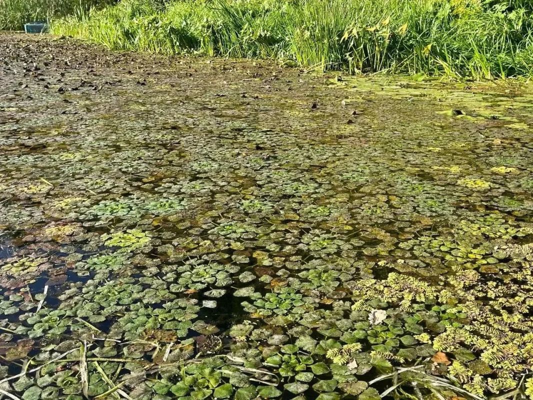 Вернули то, что спасало жизни: в Саратовской области возродили водяной орех