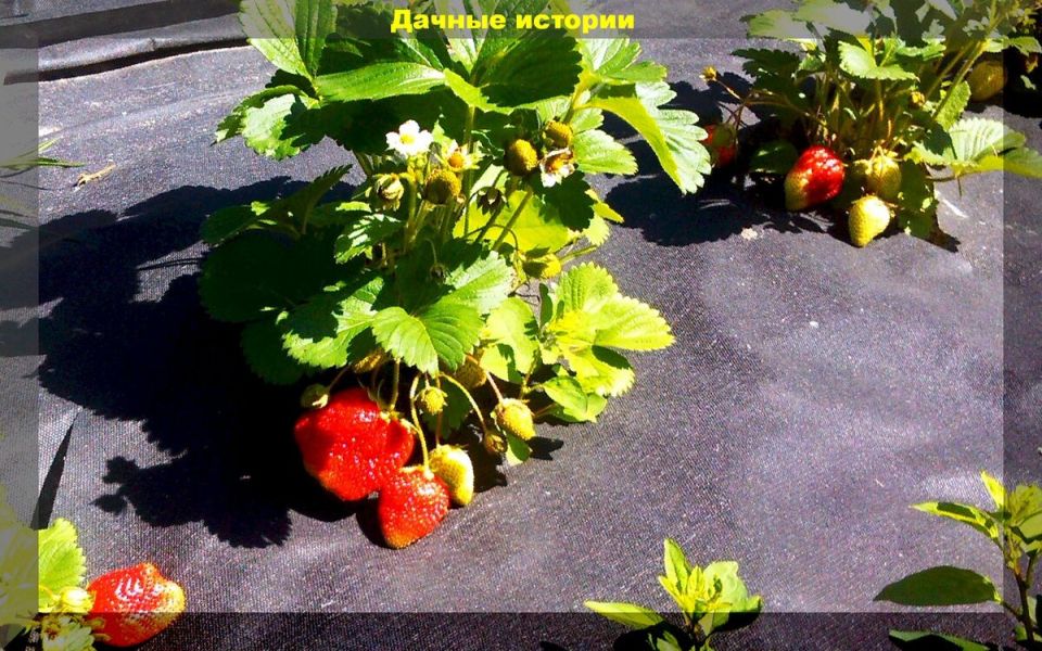 Когда лучше всего подкармливать клубнику: весенние советы для садоводов