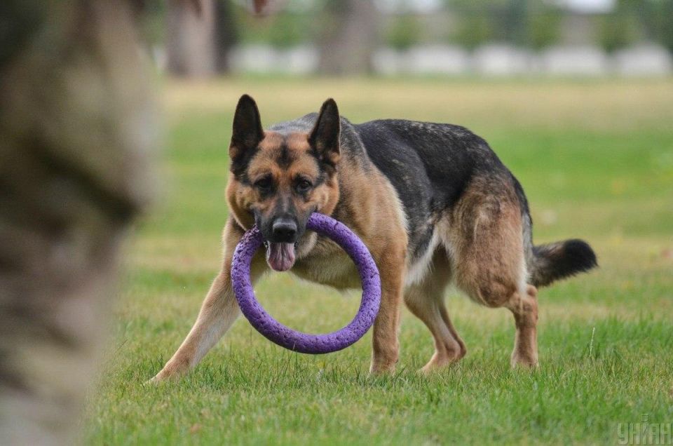 Как не ошибиться в выборе собаки: советы экспертов для новичков