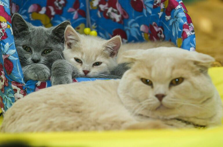 В Госдуме предложили ограничить количество домашних животных на квадратный метр