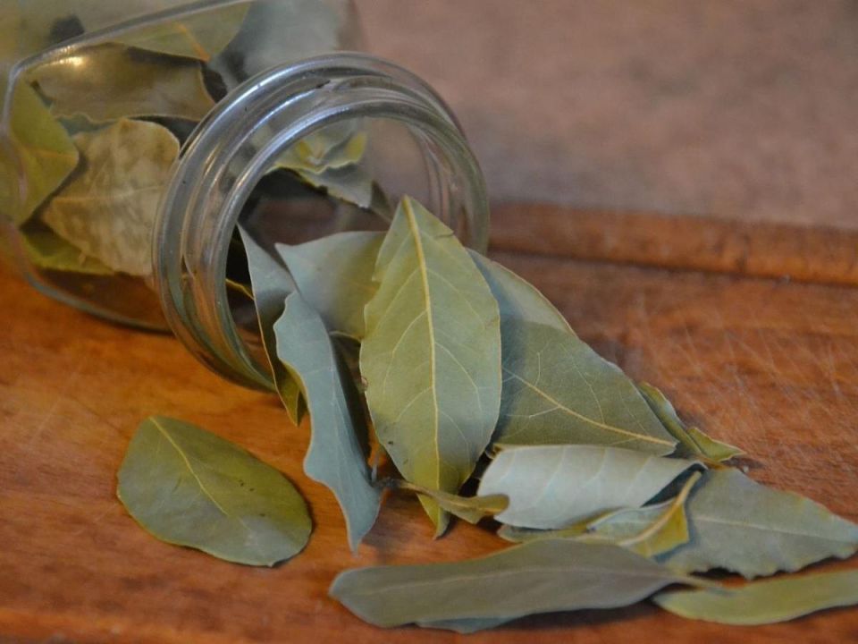 Лавровый лист как естественный защитник от грызунов