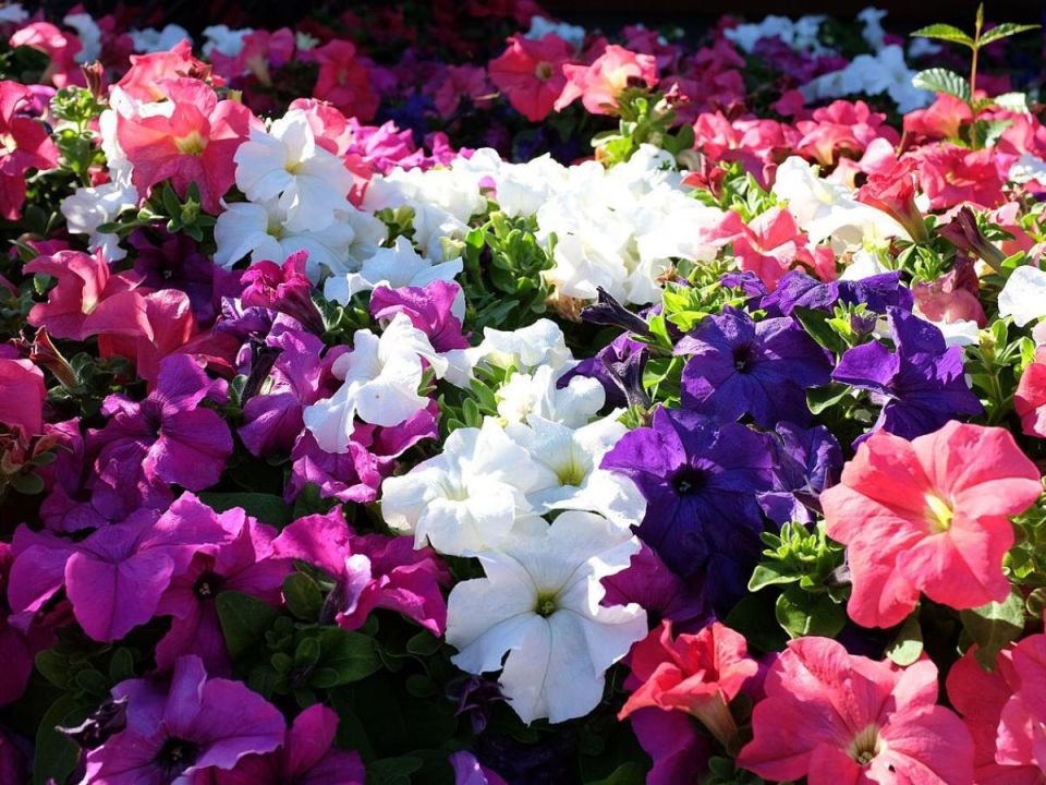 Как легко и быстро сделать петунии украшением вашего сада