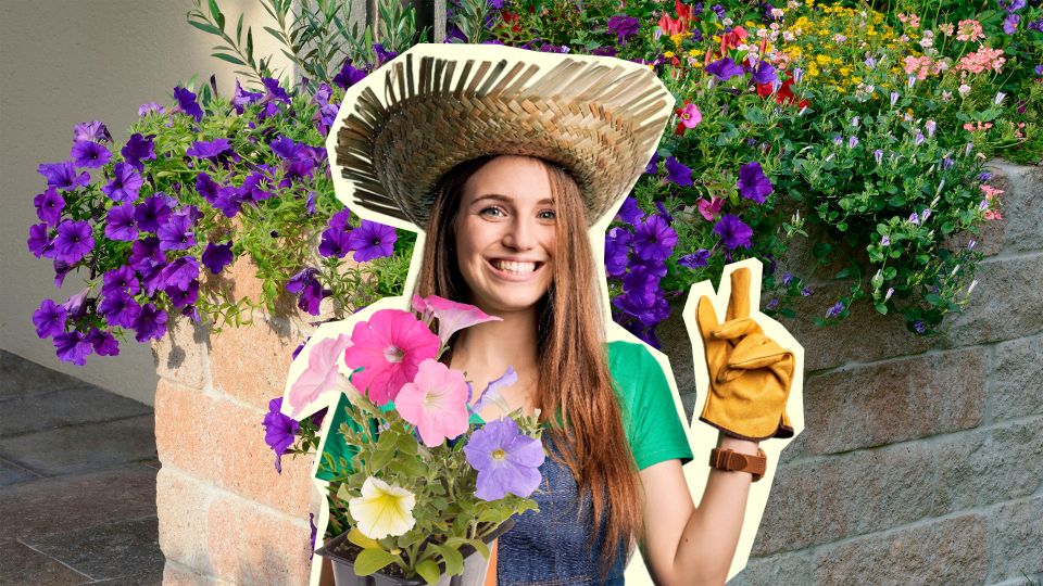 Петуния попрет как на дрожжах: соблюдайте эти 3 правила при пикировке