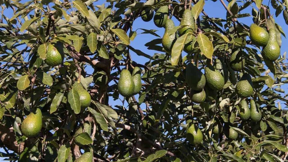 Как использовать косточки авокадо: неожиданные идеи и полезные советы