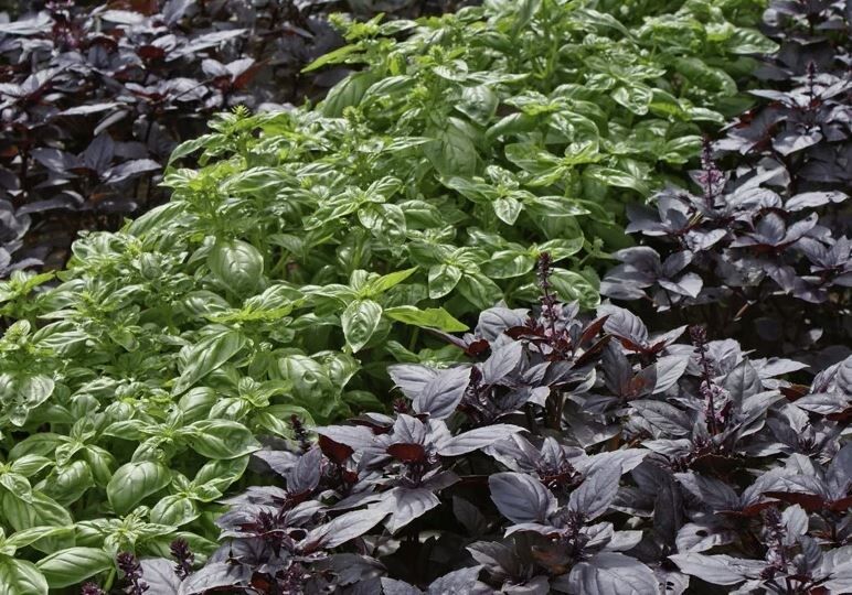 Секреты сбора и хранения базилика: как продлить жизнь ароматным травам