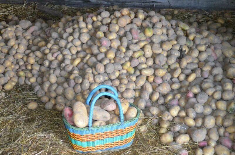Причины гниения картофеля зимой в погребе