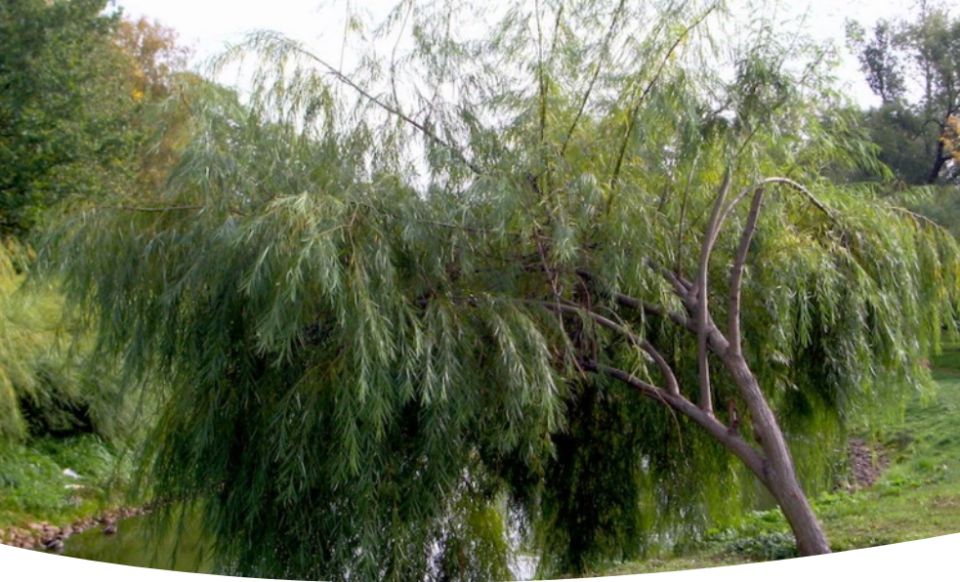 Ивы в ландшафтном дизайне: красота и разнообразие