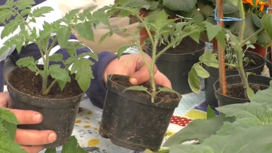 Как вырастить идеальные томаты без лишних хлопот: секреты опытных овощеводов