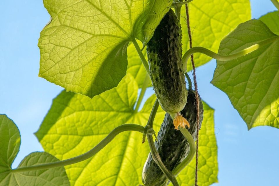 Как выбрать идеальные сорта огурцов для теплицы и открытого грунта