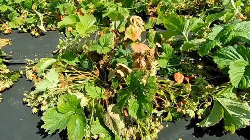 Секреты успешной обрезки клубники: уроки от тети Вали