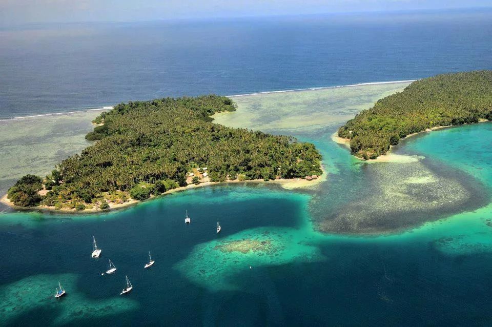 Как загрязнение окружающей среды угрожает растениям