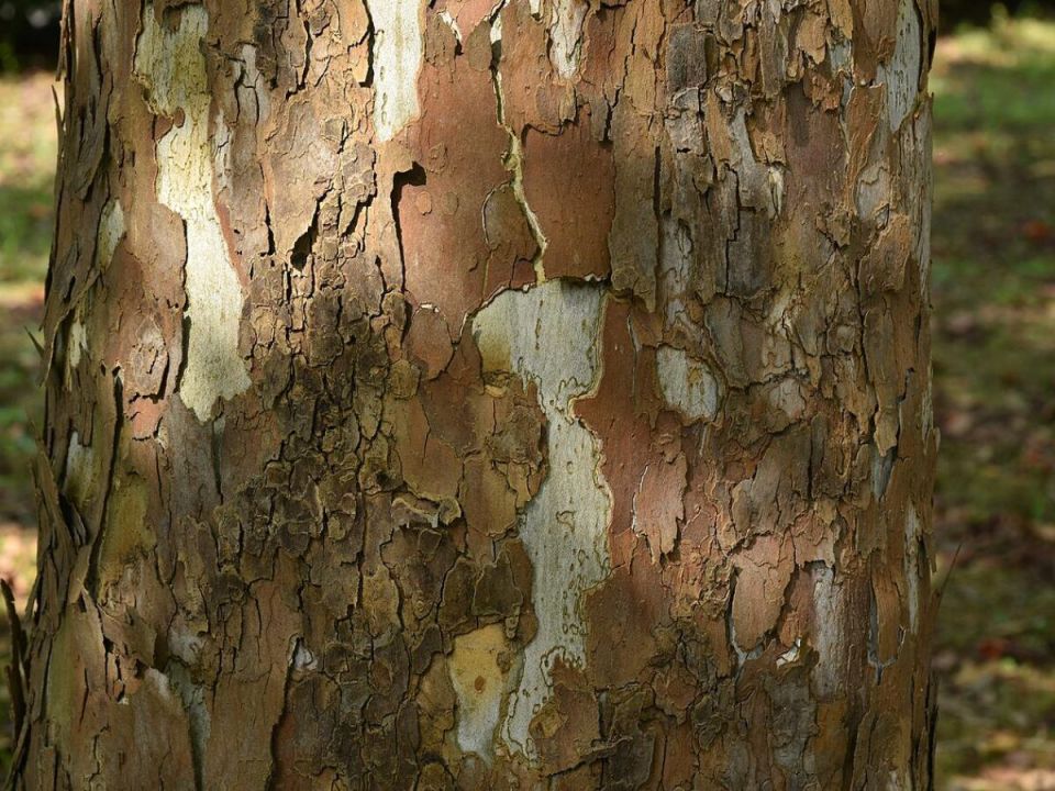 Трещины на стволе черешни: что делать, чтобы спасти дерево?