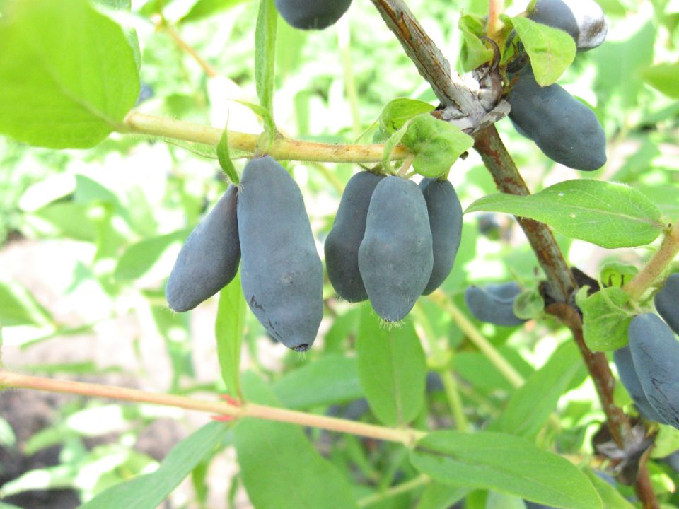 Всё, что нужно знать о выращивании жимолости