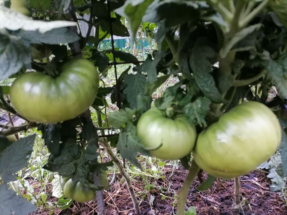 Кулинарные эксперименты на садовом участке: первый взгляд на томаты Улуру Охра