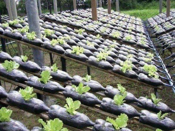 Необычные огороды: как креативные решения преображают грядки