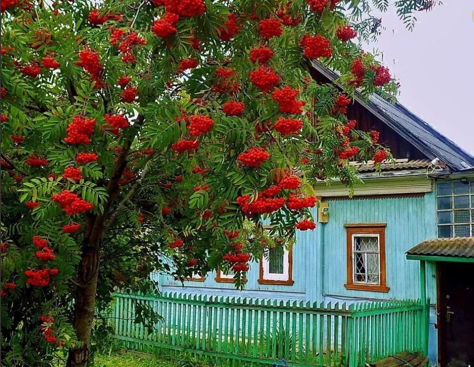 Как оставить свой след на Земле: растения-долгожители для вашего сада