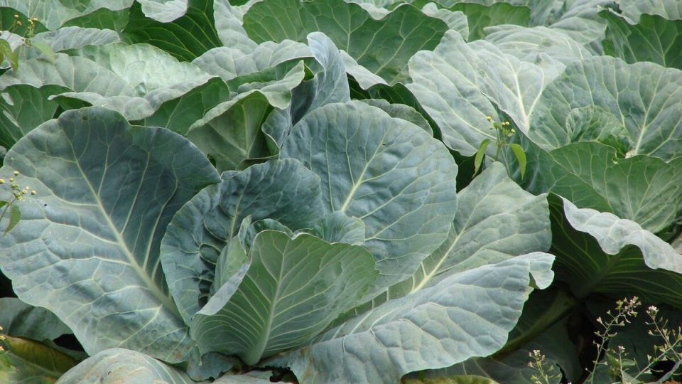 Почему кочаны капусты могут не завязываться: ищем причины и пути решения