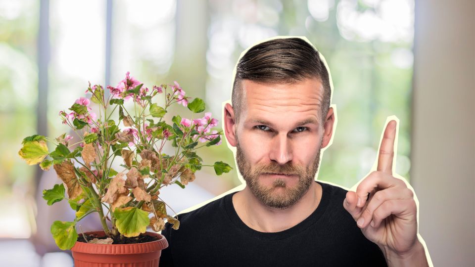 Так цветы удобрять нельзя: это народное средство погубит их в два счета