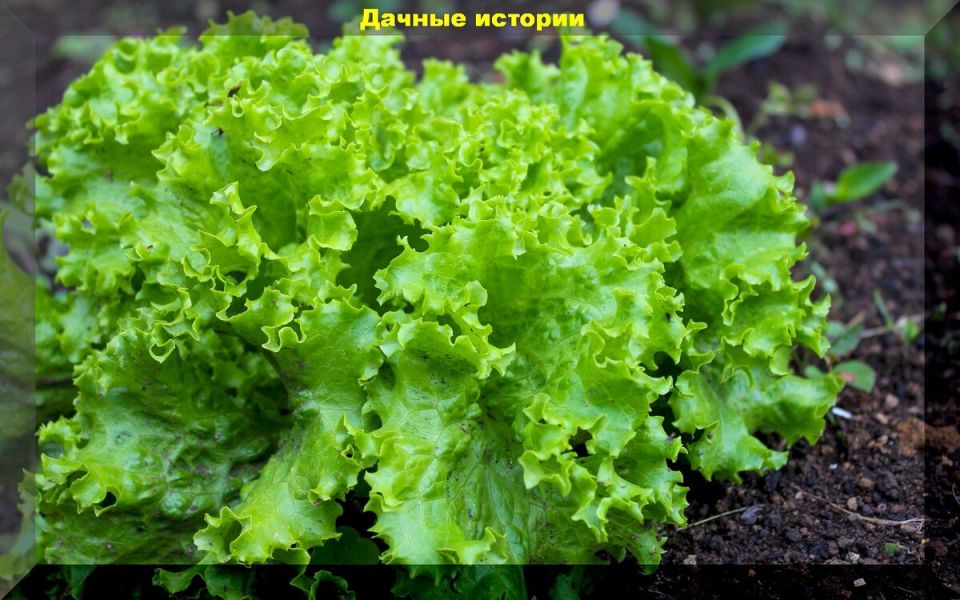 Зеленое убранство для дачи: Как выбрать неприхотливые сорта растений