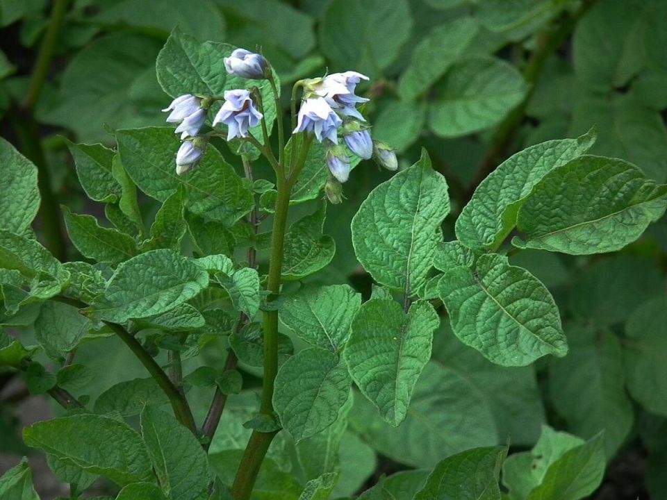 Как капля йода может изменить ваш урожай картофеля