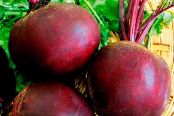 Свёкла Боро: секреты успешного выращивания и хранения
