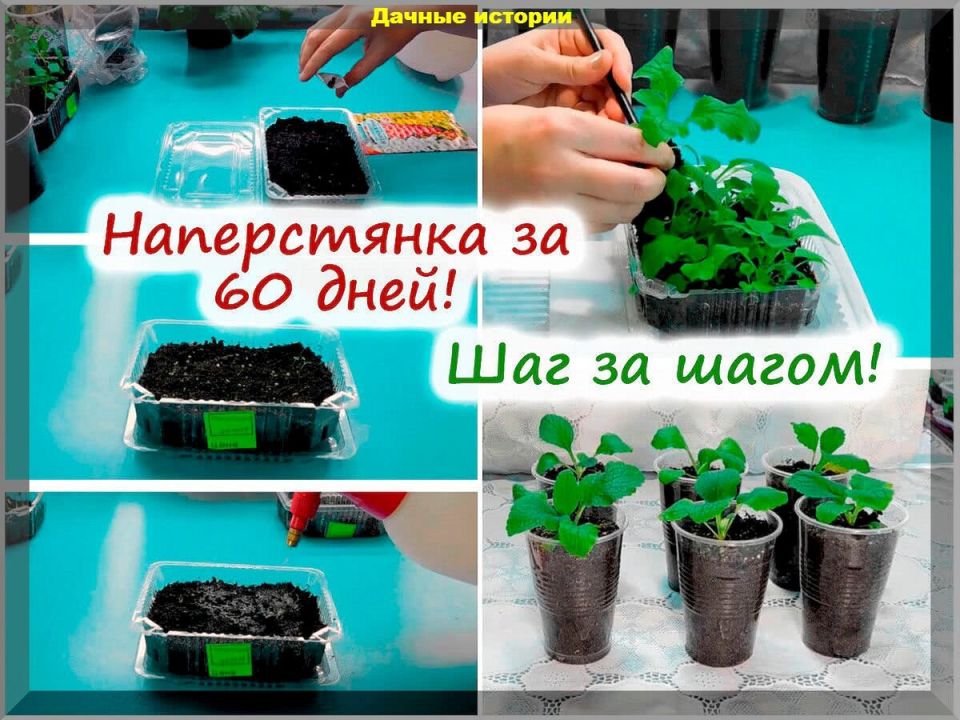 Как вырастить наперстянку: полезные советы для цветоводов