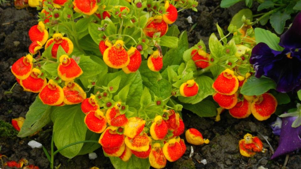 Секреты поразительных растений, которые сделают ваш сад центром внимания