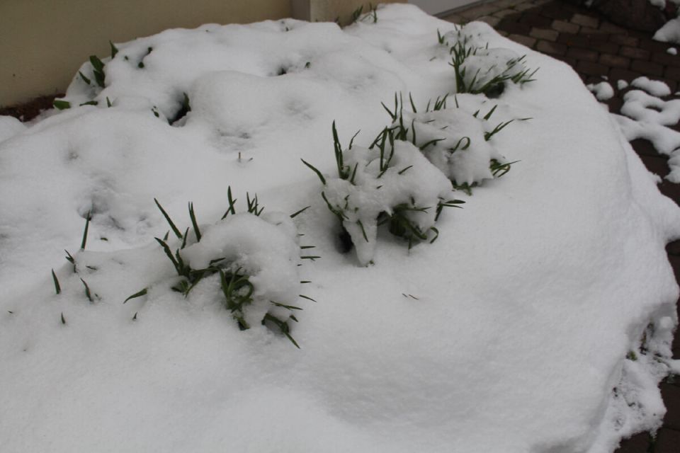 Загадки весны в Петербурге