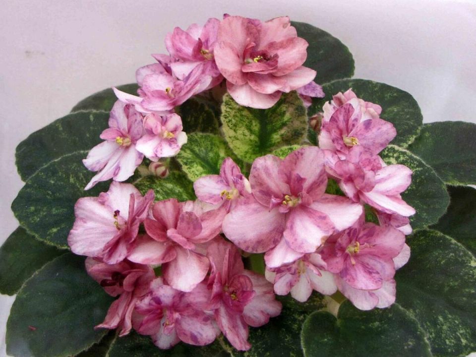 Как вызвать деток у фиалок: советы для цветоводов