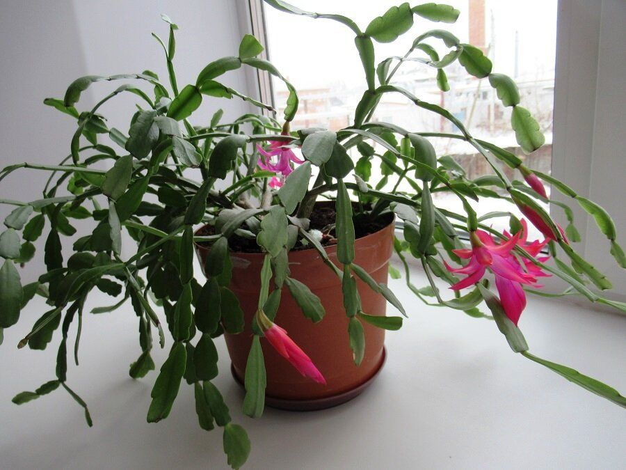 Эффективные советы по укоренению декабриста: как выраститьgesund