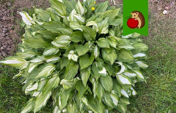 Как ухаживать за хостами в мае: секреты здоровых и ярких листьев