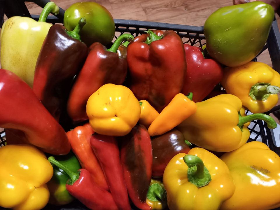 Сладкий перец для ваших консерваций: 5 лучших сортов по мнению дачников