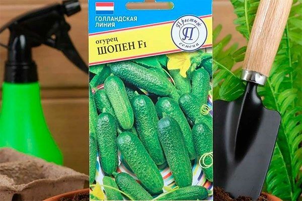 Огурцы Шопен: секреты успешного выращивания и непревзойденные качества